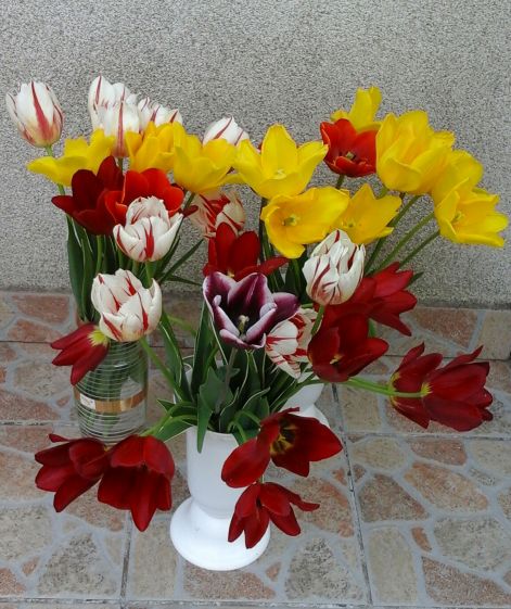 tulipancsokor.jpg